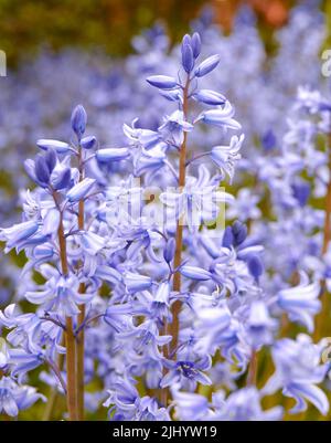 Spanische Bluebellblumen, eine Art von Hyacinthoides, blühen und blühen auf einem Feld oder einem botanischen Garten draußen. Wild blühende Pflanzen gedeihen Stockfoto