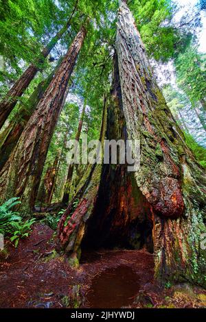 Blick auf den alten ausgehöhlten Redwood-Baum in Kalifornien Stockfoto