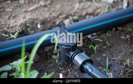 Ein Rohr mit einem Wasserhahn auf einem Abtropfband. Ein System zur Tropfbewässerung von Pflanzen im Garten. Stockfoto