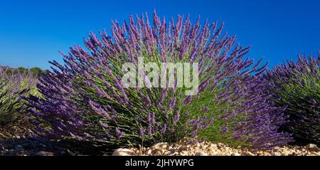 Ansicht von Blumen im Lavendelfeld, Valensole, Frankreich Stockfoto