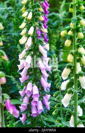 Wildblumen blühen auf Stielen in der Natur. Lila Fuchshandschuhe wachsen in einem Garten im Garten im Sommer. Nahaufnahme von lila blühenden Pflanzen, die auf einem blühen Stockfoto