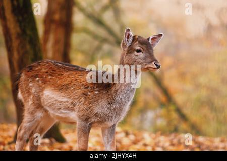 Junger Rehwild aus Europa im Wald Stockfoto