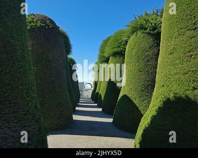 Durchgang mit großen und hohen Büschen auf einem Friedhof in Punta Arenas, Chile. Stockfoto