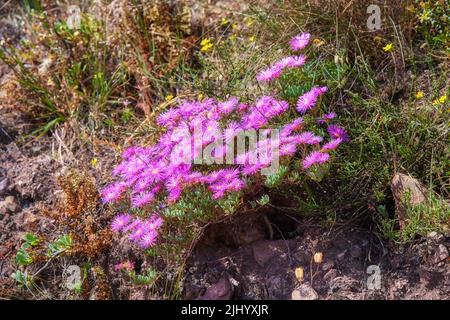 Auf dem Tafelberg, Kapstadt, Südafrika, wachsen rosafarbene Eispflanzen. Üppige Landschaft von Sträuchern, bunte Flora und Pflanzen in einem Stockfoto