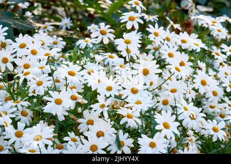 Weiße Gänseblümchen wachsen in einem Frühlingsgarten. Naturlandschaft von vielen hellen, schönen Marguerite Blumen in einem Park. Gartenarbeit mehrjährige Pflanzen für Stockfoto