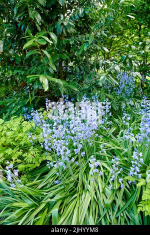 Detailansicht von Bluebell scilla siberica, die im Frühling im Garten blüht. Leuchtend blaue und weiße Blüten blühen in einem üppigen grünen Busch draußen Stockfoto