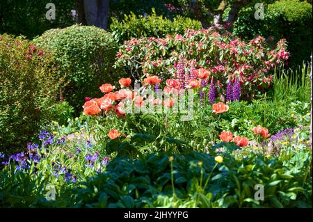 Im Sommer kann man im Vorgarten Blumen sehen Stockfoto