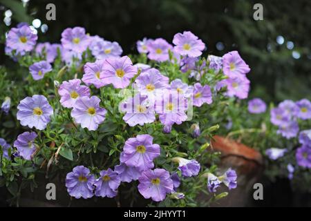 Eine Nahaufnahme von blühenden Petunia-Blumen und -Pflanzen in einem Garten im Garten des Gartens an einem Frühlingstag. Ein wunderschönes, lebendiges, violettes Blumenbeet mit grünen Blättern in einem Stockfoto