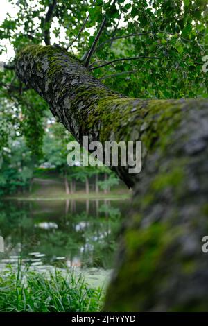 Schließen Sie die alte Rinde auf dem großen Baum mit Zweig und Blatt. Stockfoto