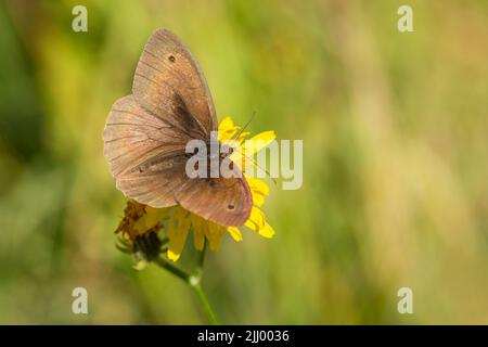 Ein männlicher Schmetterling, die Wiese braun, sitzt auf einer gelben Blume, die auf einer Wiese mit offenen Flügeln wächst. Sonniger Tag in der Natur. Grünes Gras im Hintergrund Stockfoto