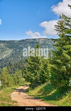 Schotterweg führt zu geheimen Lage in ruhigen Kiefernwald in abgelegenen Umwelt Naturschutz. Landschaftsansicht auf üppige, grüne Zeder und Tanne Stockfoto