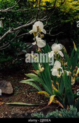 Iris germanica, weiße bärtige Irisblume im Garten, dunkler Hintergrund Stockfoto