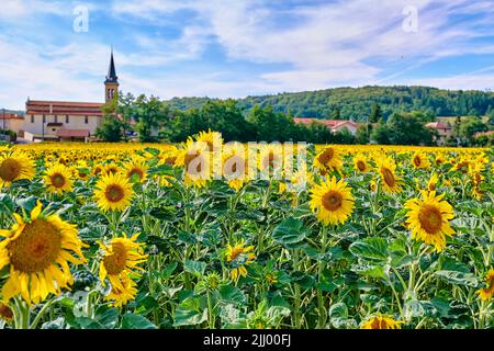 Gelbe Sonnenblumen wachsen in einer Landschaft und wolkigen Himmel. Schöne Agrarlandschaft mit vielen hellen Sommerblumen in Sonnenschein. Mehrjährig Stockfoto