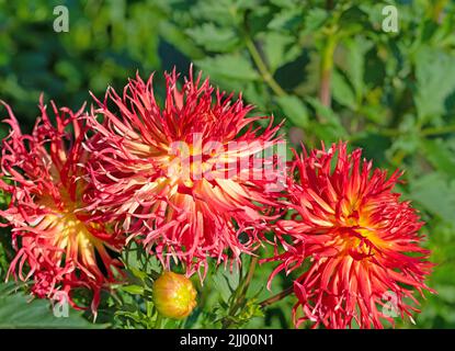 Blühende Dahlien in Nahaufnahme Stockfoto