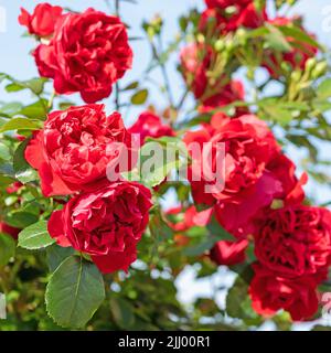 Blühende rote Hybrid-Teerosen Stockfoto