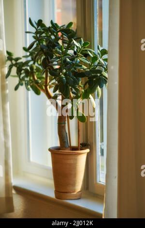 Jade oder crassula Topfpflanze, die im Topf als Innendekoration wächst und vermutlich Viel Glück. bringt Kleiner Glückspilz oder Geldbaum in der Nähe von hellem Leben Stockfoto