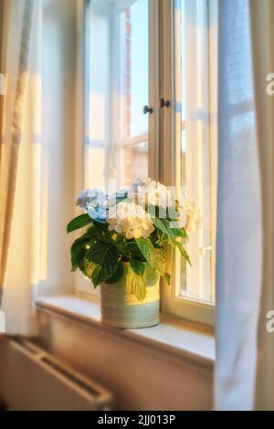 Eine Vase mit frischen Bigleaf Hortensien, die übersichtlich auf einem Fenster angeordnet sind. Schöne weiße Blüten gegen weiches Sonnenlicht in einem Haus. Dekorative Blütenblätter und Blätter Stockfoto