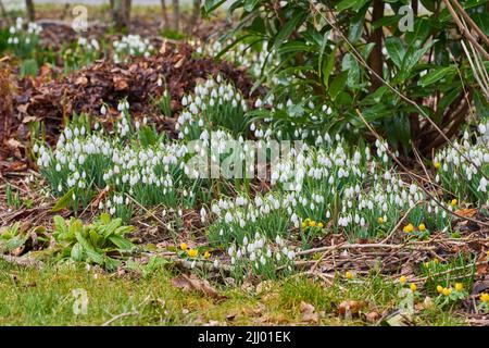 Nahaufnahme von schönen weißen Schneeglöckchen in der Natur. Zoomen Sie auf saisonale Blumen, die in einem ruhigen Feld oder Wald wachsen. Makrodetails, Textur und natürlich Stockfoto