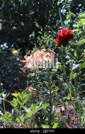 Cremefarbene Lilien, die in einem Garten mit anderen Blumen gefangen werden Stockfoto