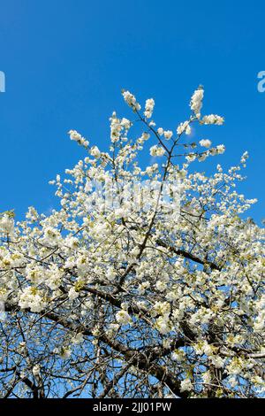 Schöner Pflaumenblütenbaum, der im Freien in einem Wald mit blauem Himmel wächst. Zweige mit blühenden weißen Blüten bedeckt an einem Frühlingstag mit Stockfoto