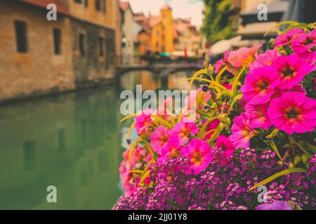 Selektiver Fokus auf rosa Blumen mit Anney Stadt auf dem Rücken, Frankreich Stockfoto