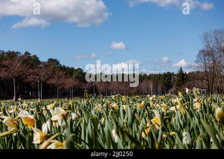 Früher Frühling in Druskininkai. Das Festival der Narzissen in Druskininkai, Litauen Stockfoto