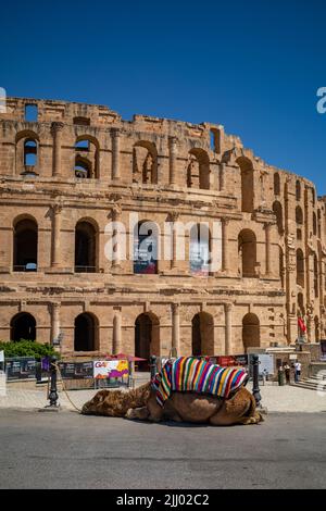 Ein Dromedarkamel ruht in der Sonne vor dem römischen Amphitheater in El Jem, Tunesien. Stockfoto