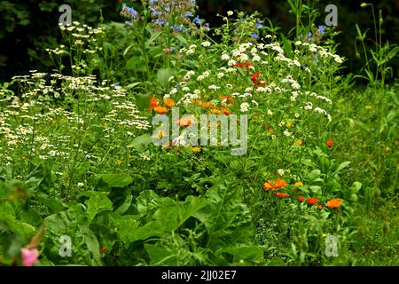 Grünes Feld von schönen Feverfew Blumen mit Kopieplatz an einem sonnigen Tag. Üppig grüne Büsche aus weißen Gänseblümchen an einem lebhaften, farbenfrohen Morgen in der Natur Stockfoto