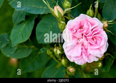 Schöne rosa Hundrose und Knospen auf einem Baum in einem Garten. Nahaufnahme einer hübschen rosa Canina Blume, die zwischen grünen Blättern in der Natur wächst. Nahaufnahme von Stockfoto