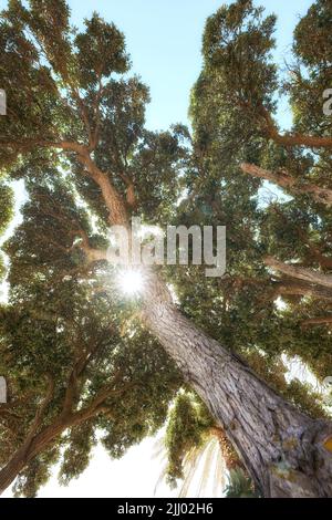 Die Sonne scheint durch die Äste eines Baumes auf einem klaren blauen Himmel Hintergrund. Flache Naturlandschaft eines alten Baumstamms mit üppigen Blättern, die einwachsen Stockfoto