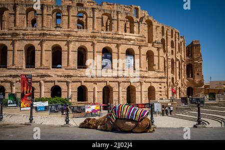 Ein Dromedarkamel ruht in der Sonne vor dem römischen Amphitheater in El Jem, Tunesien. Stockfoto