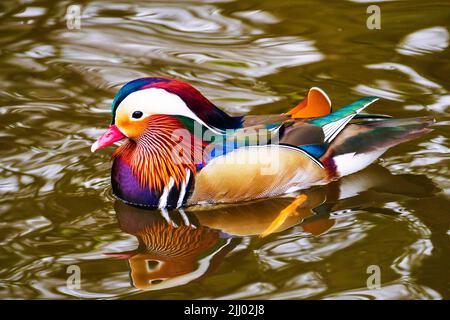 Eine farbenfrohe Mandarinente auf Connaught Water, Epping Forest, Essex Stockfoto