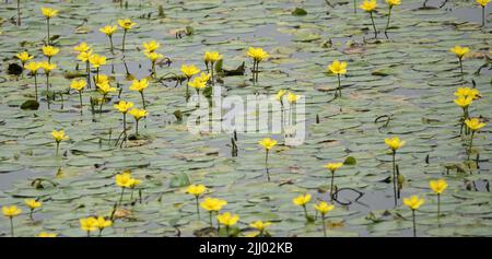 In diesem holländischen Kanal wächst in Massen gefranste Seerose (lateinischer Name: Nymphoides peltata) Stockfoto