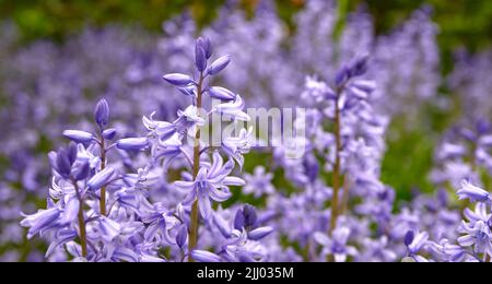 Bluebell scilla siberica Flowers, eine Art von Geranien, die in einem Feld oder botanischen Garten wächst. Pflanzen mit leuchtenden Blättern und violetten Blütenblättern blühen Stockfoto