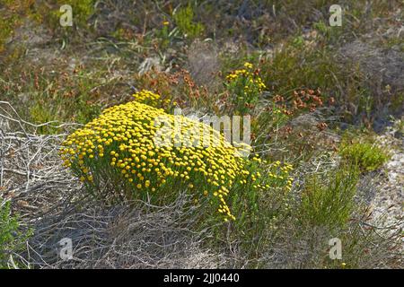 Draufsicht auf Blumen und Pflanzen, die im Sommer auf einem Feld oder einem Naturpark wachsen. Blumenbeet von kleinen blühenden Pflanzen, die in einer natürlichen Umgebung blühen Stockfoto