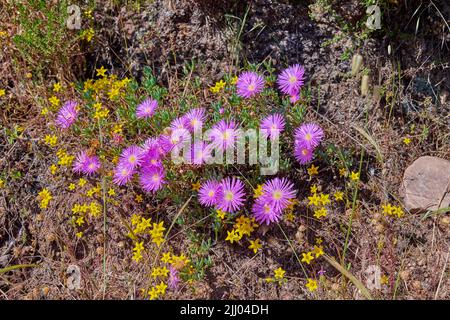 Rosa Aster-Fynbos wachsen auf Felsen am Tafelberg, Kapstadt, Südafrika. Trockene Büsche und Sträucher mit blühenden Pflanzen in ruhiger Lage Stockfoto