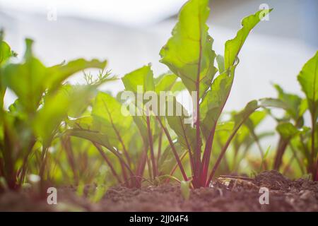 In Erde gepflanzte Salatpflanzen werden unter der Sonne reif. Kultiviertes Land in der Nähe von Sprossen. Landwirtschaftliche Pflanze wächst in Bettreihe. Grüne natürliche Nahrungsernte Stockfoto