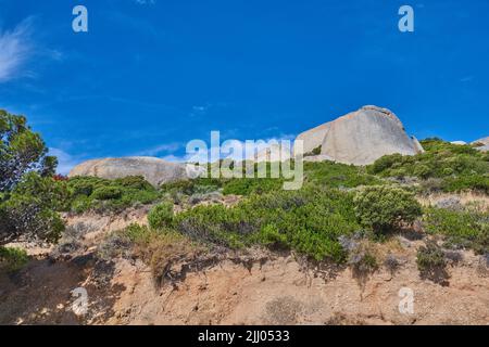 Pflanzen und Sträucher wachsen auf einer Klippe auf dem Tafelberg in Kapstadt in Südafrika mit einem klaren blauen Himmel Kopieplatz darüber. Üppige Sträucher in einem felsigen Stockfoto