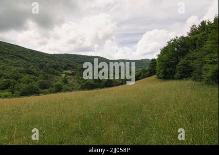 Wiese in den Blue Ridge Mountains, North Carolina Stockfoto