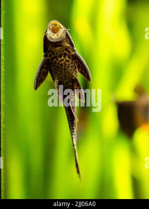 Saugerwelse oder gewöhnlicher Seeteufel (Hypostomus plecostomus) fressen auf dem Aquarienglas mit verschwommenem Hintergrund Stockfoto