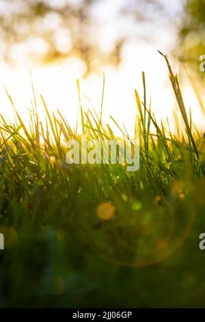 Defokussiert Gräser oder schneidet vertikale Hintergrundfoto. Natur- oder Umgebungshintergrundfoto. Stockfoto