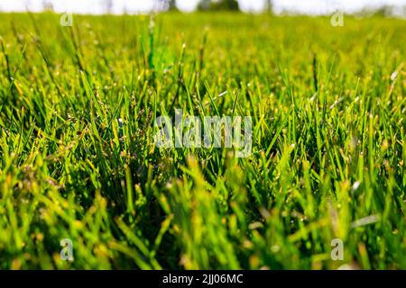 Gräser oder Kulturen im Fokus. Natur- oder Umgebungshintergrundfoto. Konzept „Carbon net Zero“. Stockfoto
