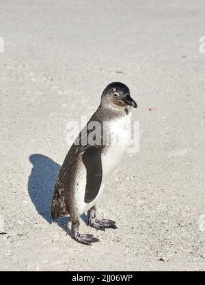 Nahaufnahme von schwarzen oder afrikanischen Pinguinen am sandigen Boulderstrand in Kapstadt. Natures majestätische Meerestier in seiner natürlichen Umgebung bei einem beliebten Stockfoto