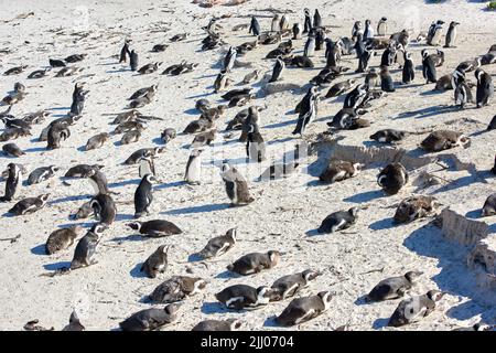 Eine Gruppe von Schwarzfußpinguinen am Boulders Beach, Südafrika, versammelten sich an einem Sandstrand. Kolonie gefährdeter Jakassen oder Kappinguine aus dem Stockfoto