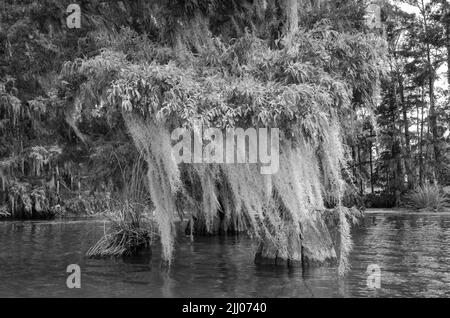 Ein s/w-Kunstfoto, das spanisches Moos zeigt, das an einem Zypriobaum auf Merritt's Mill Pond, Marianna, Florida, USA, hängt Stockfoto