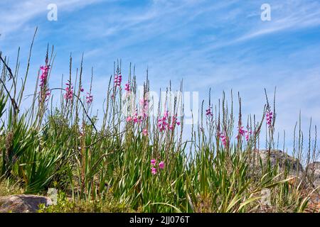 Rosafarbene, wilde Watsonia-Blumen wachsen auf einem Hügel vor einem blau bewölkten Himmel. Niedriger Winkel von lila Bugle Lily Pflanzen, die zwischen Felsen und Gras mit Kopie blühen Stockfoto