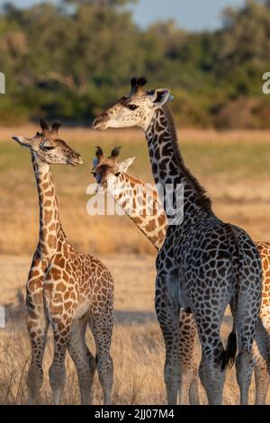 Sambia, South Luangwa National Park. Baby Thornicrofts Giraffen (WILD: Giraffa camelopardalis thornicrofti) endemisch in Luangwa. Gefährdete Arten. Stockfoto