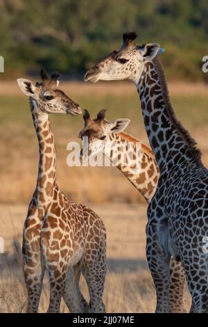 Sambia, South Luangwa National Park. Baby Thornicrofts Giraffen (WILD: Giraffa camelopardalis thornicrofti) endemisch in Luangwa. Gefährdete Arten. Stockfoto
