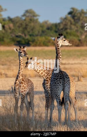 Sambia, South Luangwa National Park. Baby Thornicrofts Giraffen (WILD: Giraffa camelopardalis thornicrofti) endemisch in Luangwa. Gefährdete Arten. Stockfoto