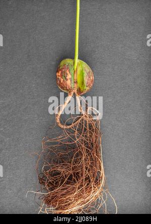 Avocado-Stein und Wurzeln aus im Wasser gewachsenem Stein. Nachhaltiges Leben, nachhaltiges Lifestyle-Konzept Stockfoto